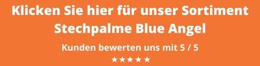 Blue Angel Kaufen